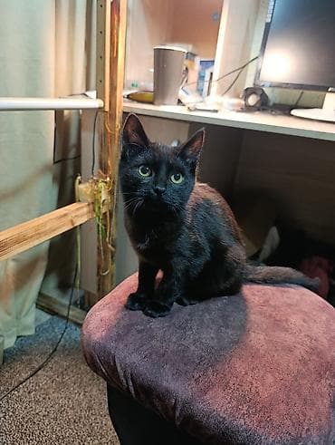 Котёнок пацан