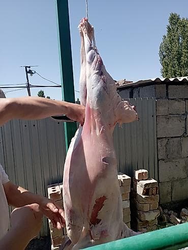 Курман айтта кой союп беребиз. айт маарек болсун
