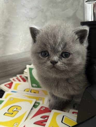 манчкин бишкек: Шотландские котята (вислоухие/страйт) серого (blue) окраса - Плюшёвая — 6