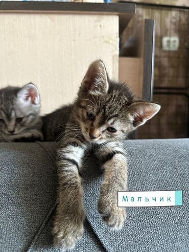 отдам котенка в добрые руки: Эркек — 8