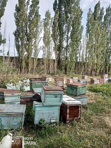 Недвижимость: Пасека/пчелохозяйство: деревянные ульи - Комплект ульев разных цветов — 3