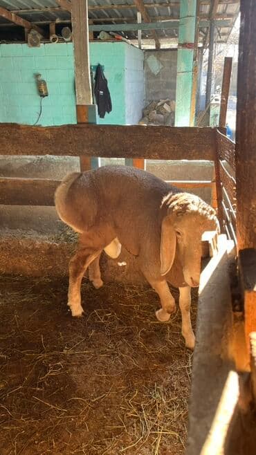 продажа домашних животных: Продаю | Баран (самец) | Для разведения | Осеменитель — 7