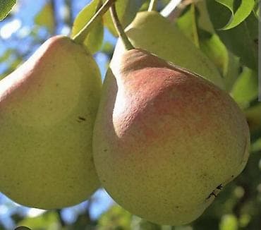 штамбовые: Обрезка плодовых деревьев (сад) Обработка от насекомых и вредителей — 7