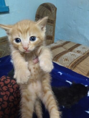 Отдам даром: Отдам даром — 4