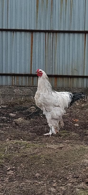 жапайы ордок: Сатам | Короздор | Брама | Көбөйтүү үчүн — 3