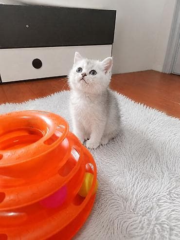 кошка шотландская вислоухая: В продаже три шотландских мальчика . проглистованы обучены всему — 1