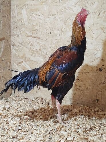 витамины для животных: Дакан короздор сатылат алмашу жолдору бар адрес Заря Тынчтык конушу — 7