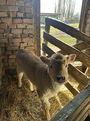 Другие животные: Продаю | Тёлка | На откорм — 1