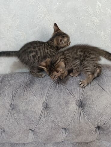 бенгальская кошка: Очаровательные котята табби с уникальным пятнистым окрасом — 1