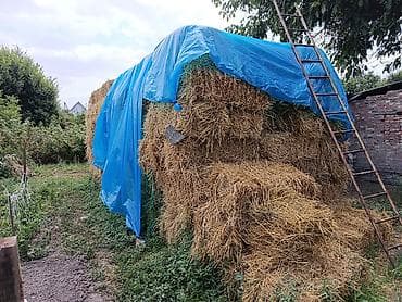 Арпа Саман 60 сомдон 190 тук . Кара балта Сосновский поворотто at lalafo.kg Арпа Саман 60 сомдон 190 тук . Кара балта Сосновский поворотто
