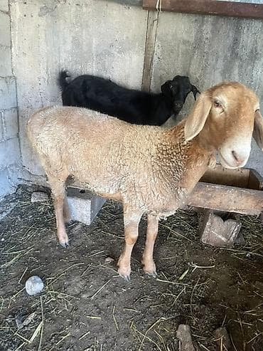 Продаю | Баран (самец) | На забой at lalafo.kg Продаю | Баран (самец) | На забой
