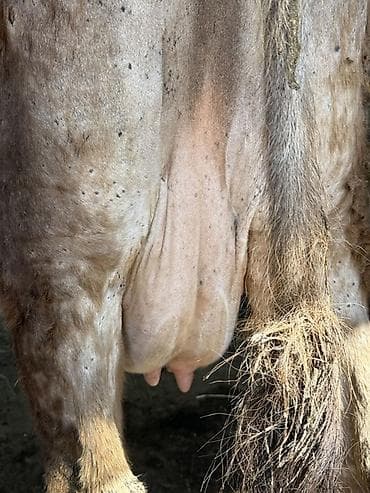 перо: Продаю | Корова (самка) | Для молока | Привязанные — 9