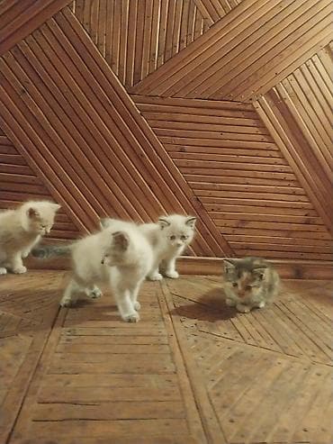 Мышыктар сатылат: Отдам красивых котят в хорошие руки — 6