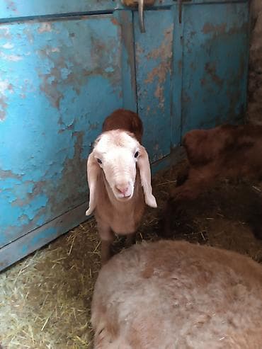 купить собаку в бишкеке: Продаю | Баран (самец) | Арашан | Для разведения | Осеменитель — 9