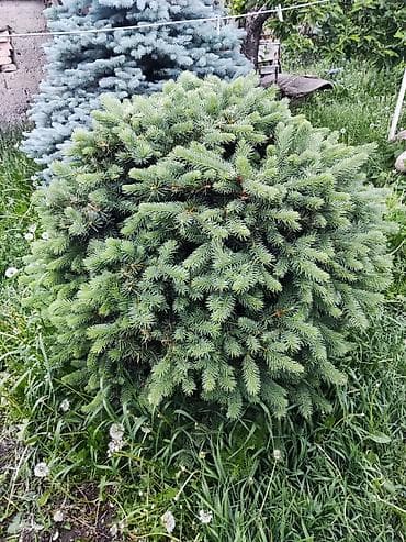 шайн мускат саженцы: Саженцы деревьев: Ели, Самовывоз — 4