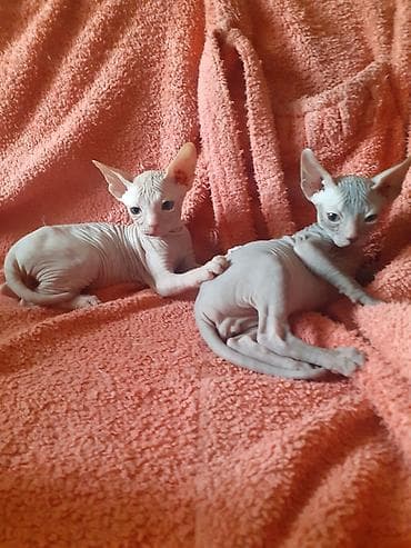 кошки сфинкс цена: Котята канадского сфинкса — 3