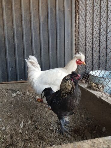 наполнители для кошек: Петушки — 1