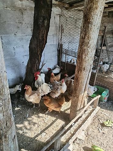 куры простые: Продам кур несушек — 1