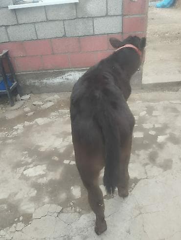 центра фуга: Продаю | Музоо, торпок | На откорм | Привязанные — 1