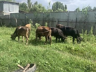 бельгийская бычки: Продаю | Музоо, торпок | Полукровка | На откорм — 5