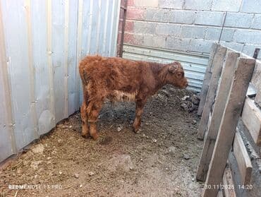 домик для кошки на улицу: Продаю | Бык (самец) | На откорм — 2