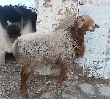 ковчег приют для животных бишкек: Продаю | Овца (самка) | Для разведения | Матка — 1