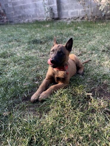 щенки ротвейлера бишкек: В продаже: щенок бельгийской овчарки (малинуа). Описание: - Два — 5
