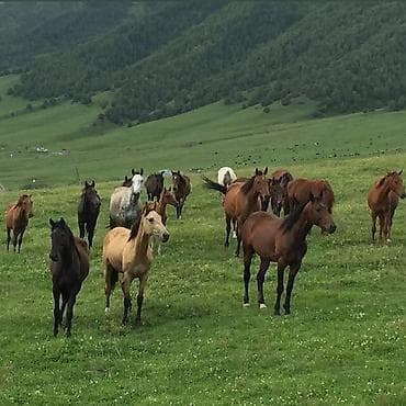 83 соток, Для сельского хозяйства, Договор купли-продажи