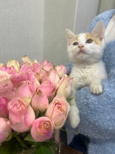 рыжий вислоухий котенок купить: Породасыз, 3 айлык, Эркек, Биколор — 2