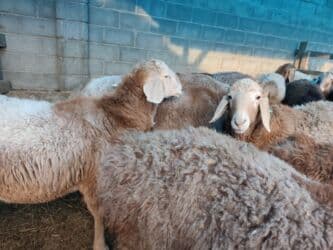 сколько стоит шиншилла маленькая: Продаю | Баран (самец) | Гиссарская, Арашан | На забой — 5