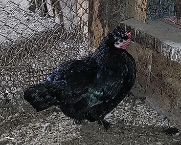 феи бишкек а: Продаются карликовых курочек и петушков. Очень необычное оперение у — 4