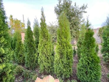 Саженцы деревьев: Туи, Платная доставка