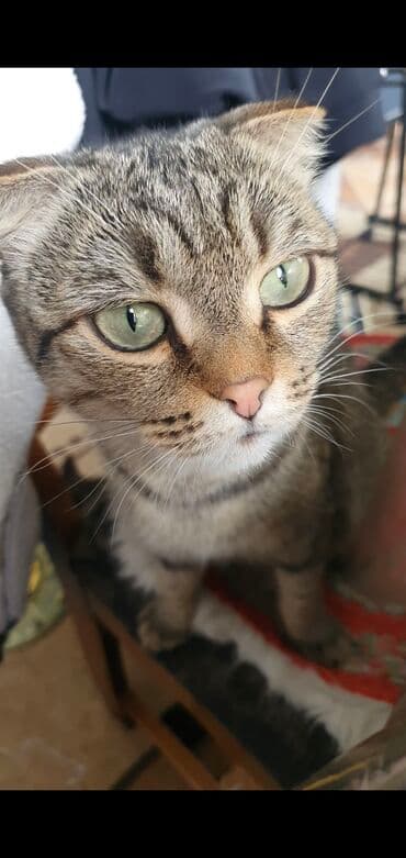 дом для кош: Табылган : Скотиш Фолд (Шотландиялык шалпаң кулак), Ургаачы — 1