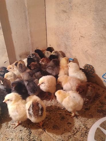 малек фарель: /смесанные породные цыплята недельного возраста. - Разные окрасы — 1