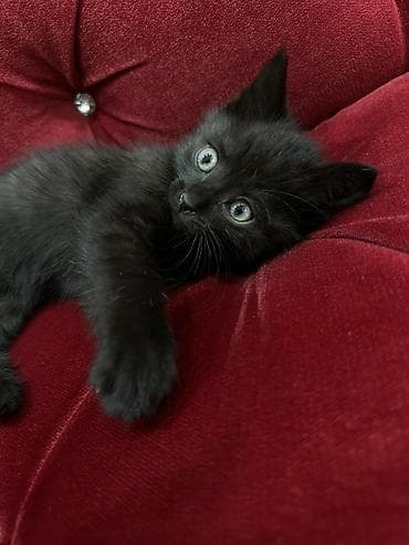 Мышыктар: Породасыз, 2 айлык, Эркек, Боз, Лотокко барууга үйрөтүлгөн — 3