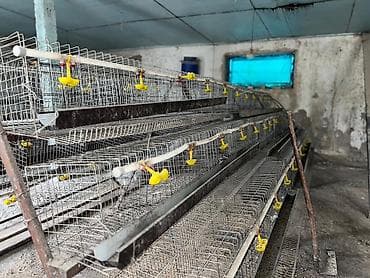 где купить утят: Многоярусные клетки для содержания перепелов/кур-несушек с линией — 3