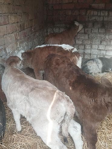 Продаю | Музоо, торпок | На откорм