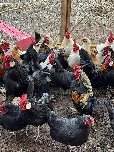 карликовые кохы: Продаю | Куры, Петух — 2