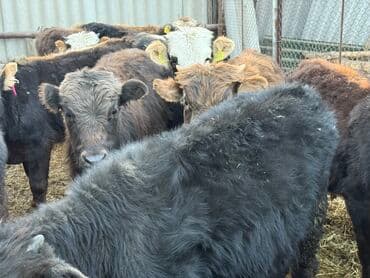 продам бу оборудование для птицефабрики: Продаю | Бык (самец) | Полукровка | На откорм | Искусственник — 1