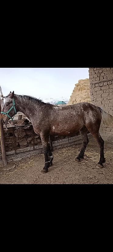 Другие животные: Продаю | Жеребец | Рабочий — 1