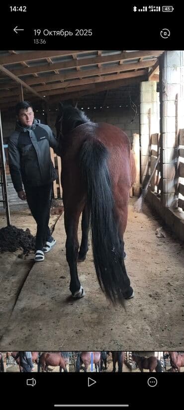 щенки охотничьих собак: Продаю | Кобыла (самка) | Для разведения, Для молока, Рабочий — 3