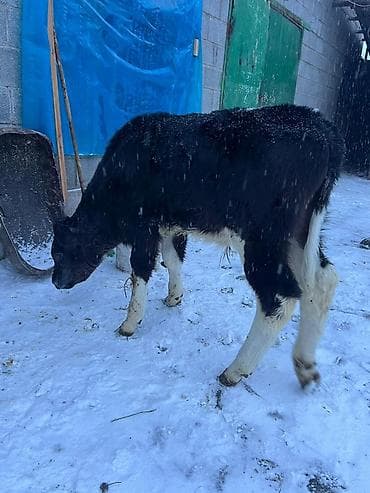 симентал уйлар: Продаю | Бык (самец) | На откорм | Искусственник — 4