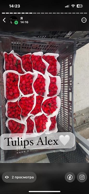 Кухонные принадлежности: Тюльпаны Tulips Alex💐🌷🌷 - Срезанные тюльпаны в упаковках по пучкам, в — 8