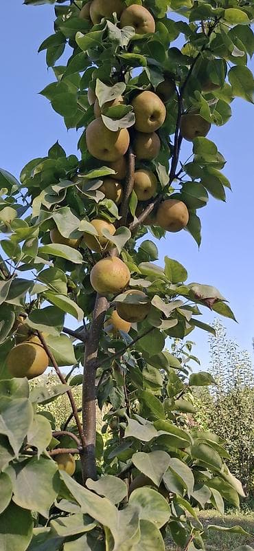 Продукты питания: Груши Самовывоз — 1