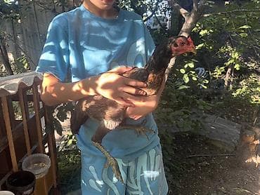 цетка для кур: Продаю | Куры | Бойцовая | Для разведения, Несушки — 4