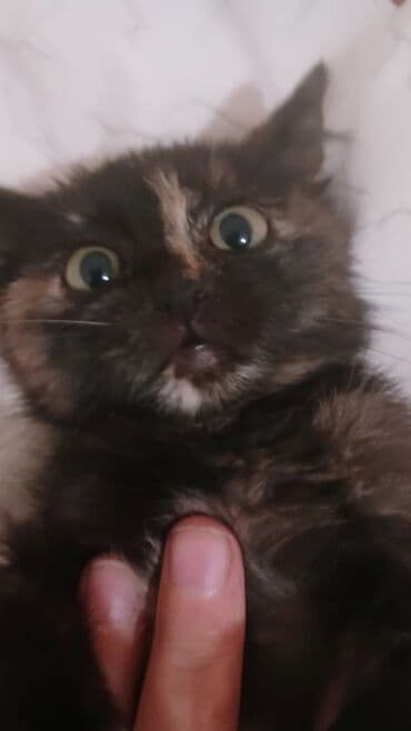 отдам хомяка в добрые руки: Очаровательные котята - Возраст: примерно 2–3 месяца (по фото — — 2