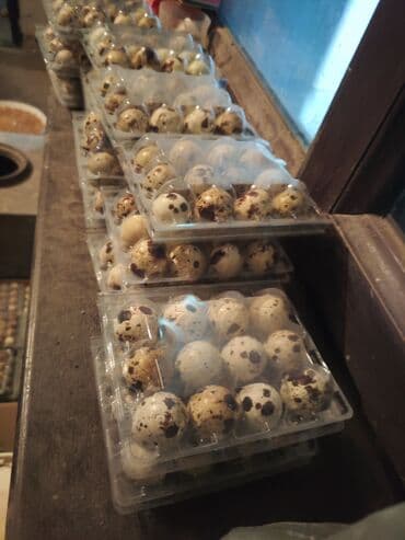 Перепелиные яйца в пластиковых контейнерах. - Внешний вид