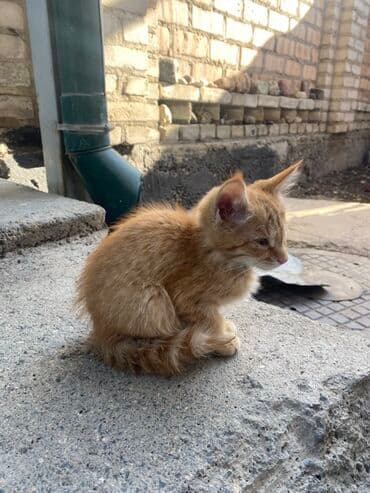 дом кошка: Срочно Отдам Бесплатно Рыжий котёнок - Окрас: насыщенный рыжий табби — 1