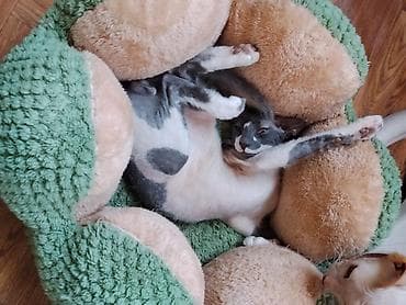 гималайская кошка: Сфинкс, 6 месяцев, Мальчик — 5