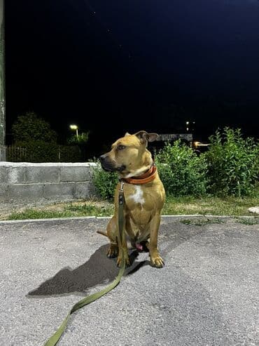 бульдог французский: Собака даром: Амстафф, 1 год, Самец, С прививкой — 3